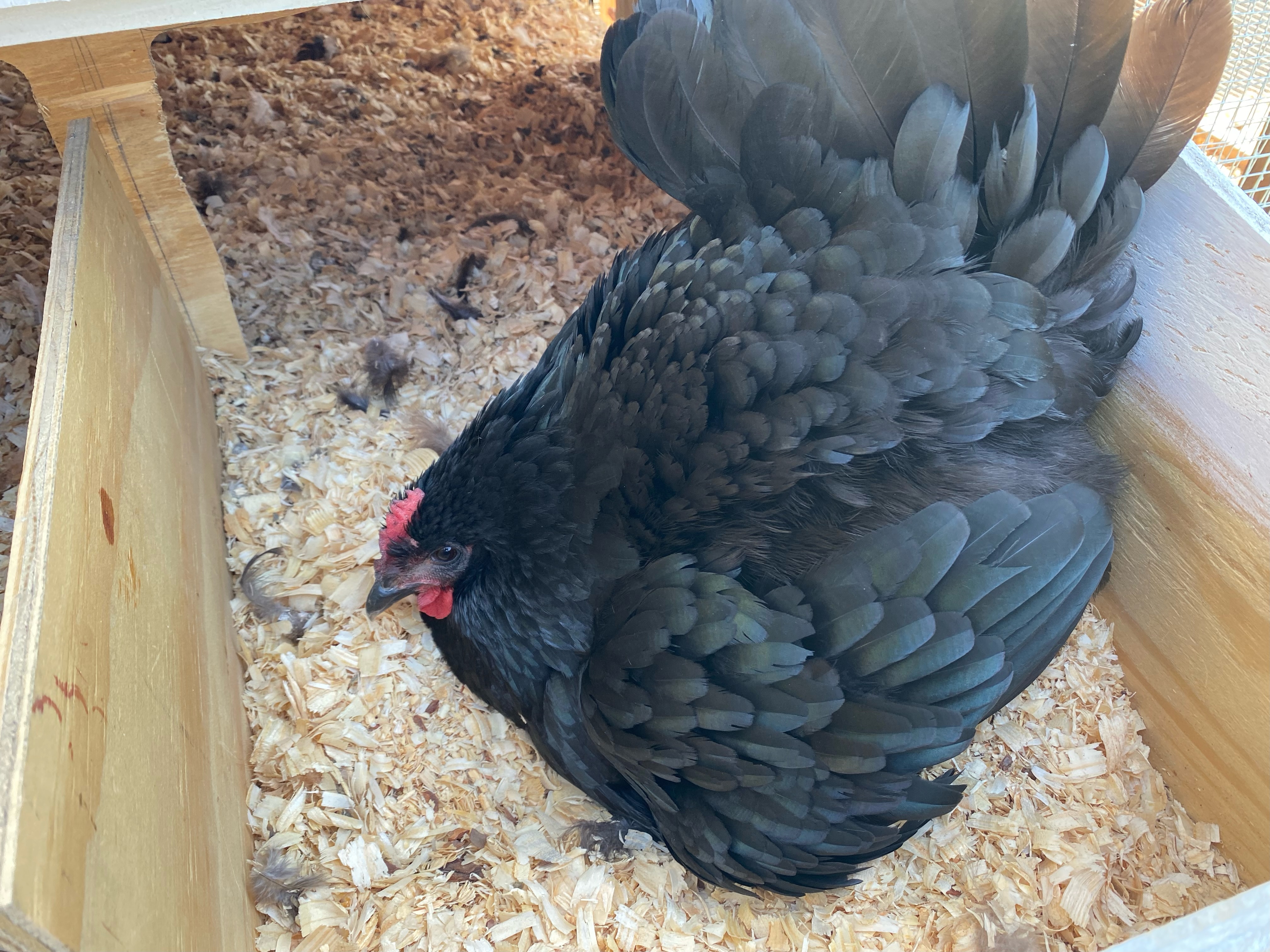 Why Your Chickens Stopped Laying — And What You Can Do About It