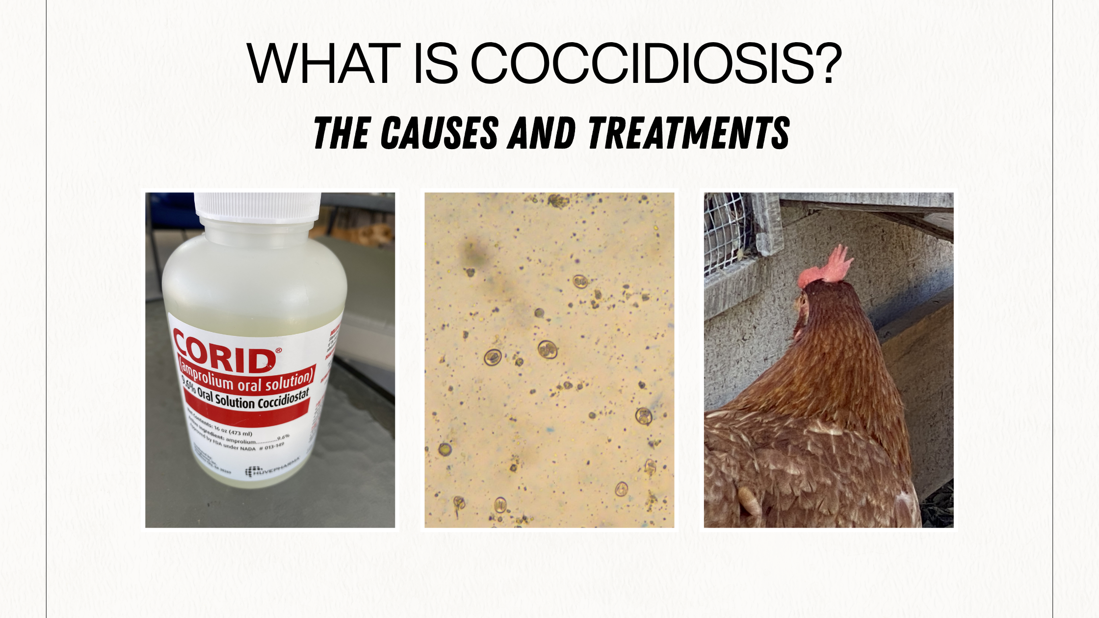 When Vera Got Sick: Our Flock’s Battle With Coccidiosis